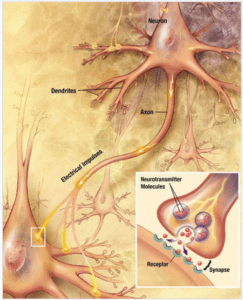 electrical impulses in neurons