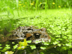 ecology of a pond is a system